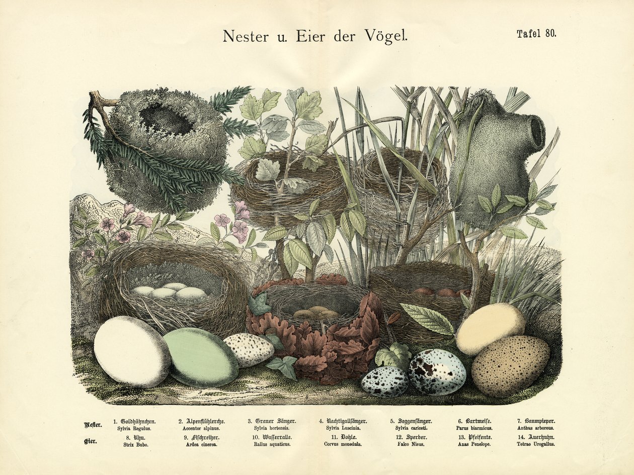 Pesät ja munat, n. 1860 tekijältä German School