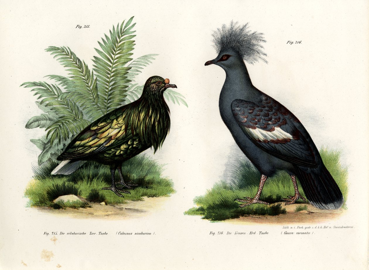 Nicobar Pigeon, 1864 tekijältä German School