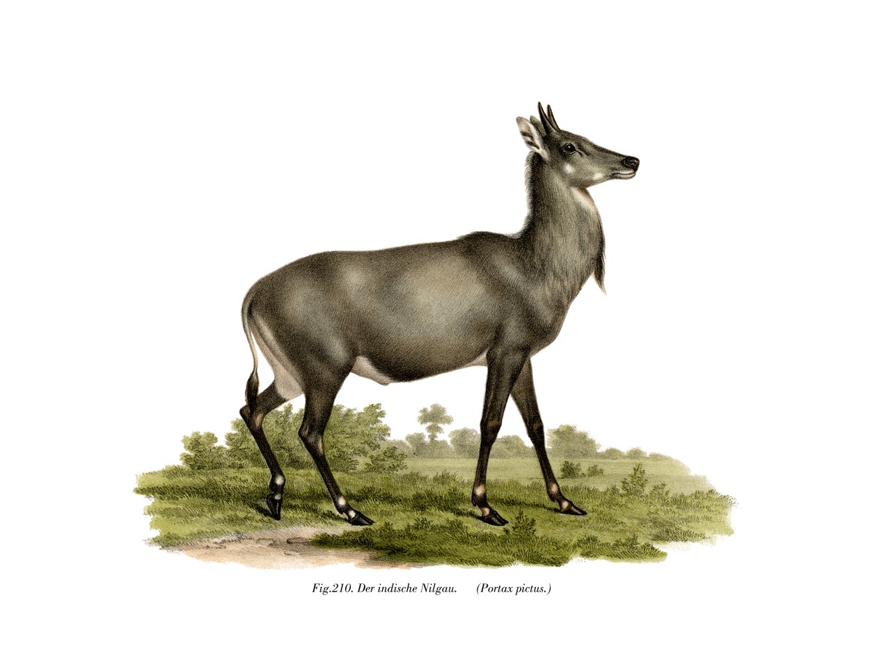 Nilgai, 1860 tekijältä German School