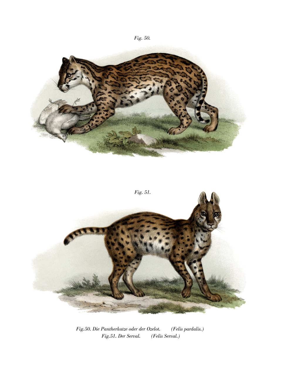 Ocelot, 1860 tekijältä German School