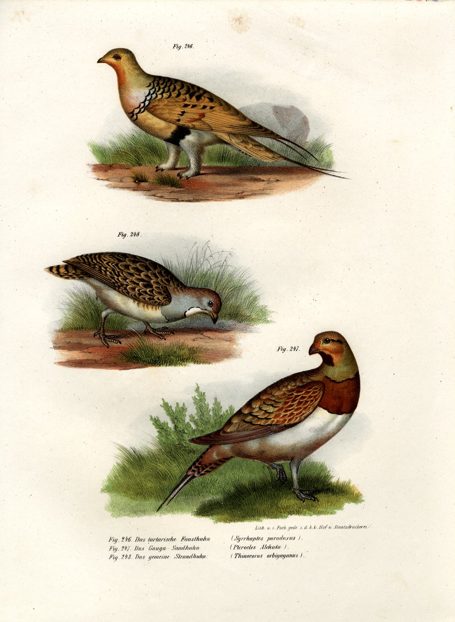 Pallas Sandgrouse, 1864 tekijältä German School