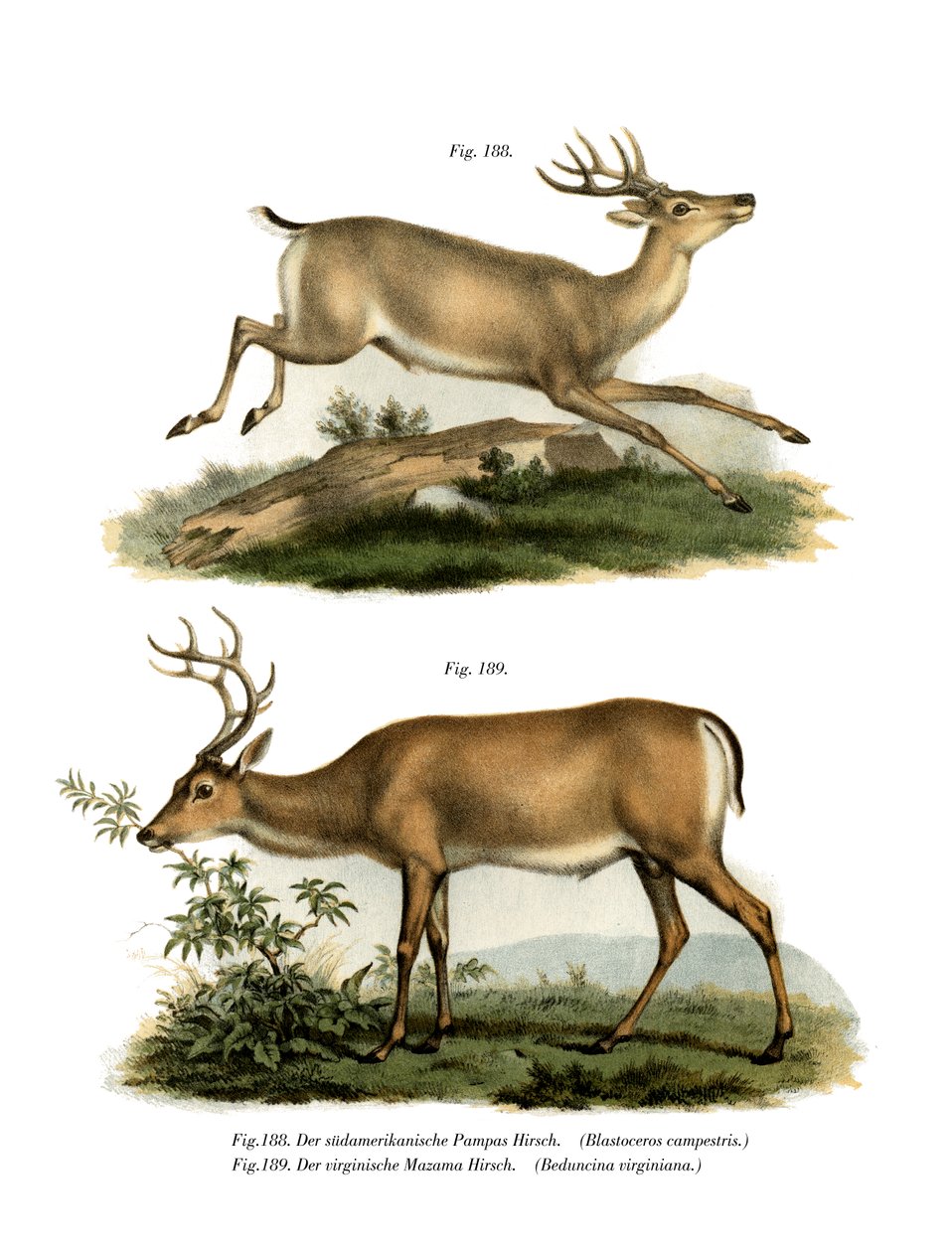Pampas Deer, 1860 tekijältä German School
