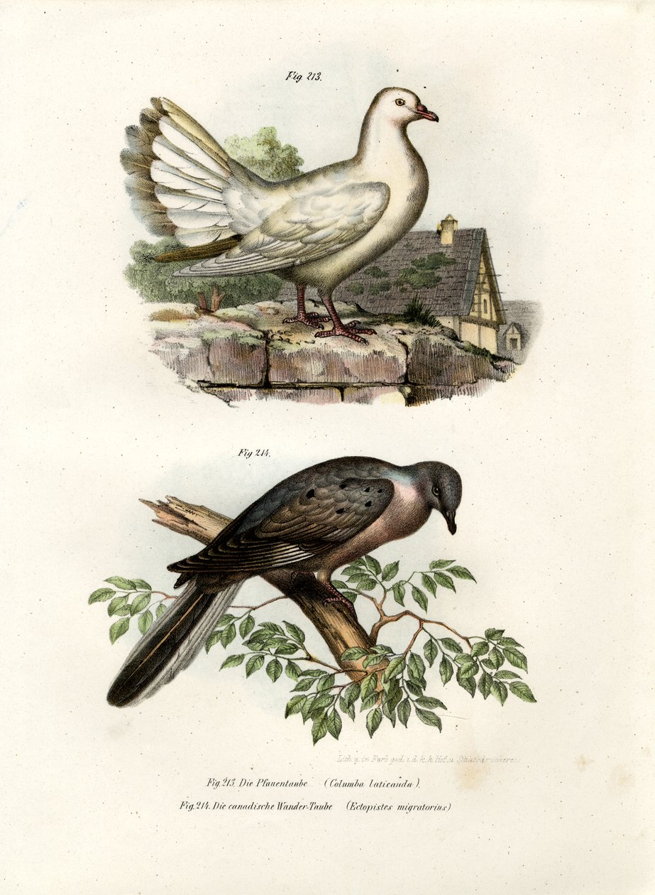 Peacock Pigeon, 1864 tekijältä German School