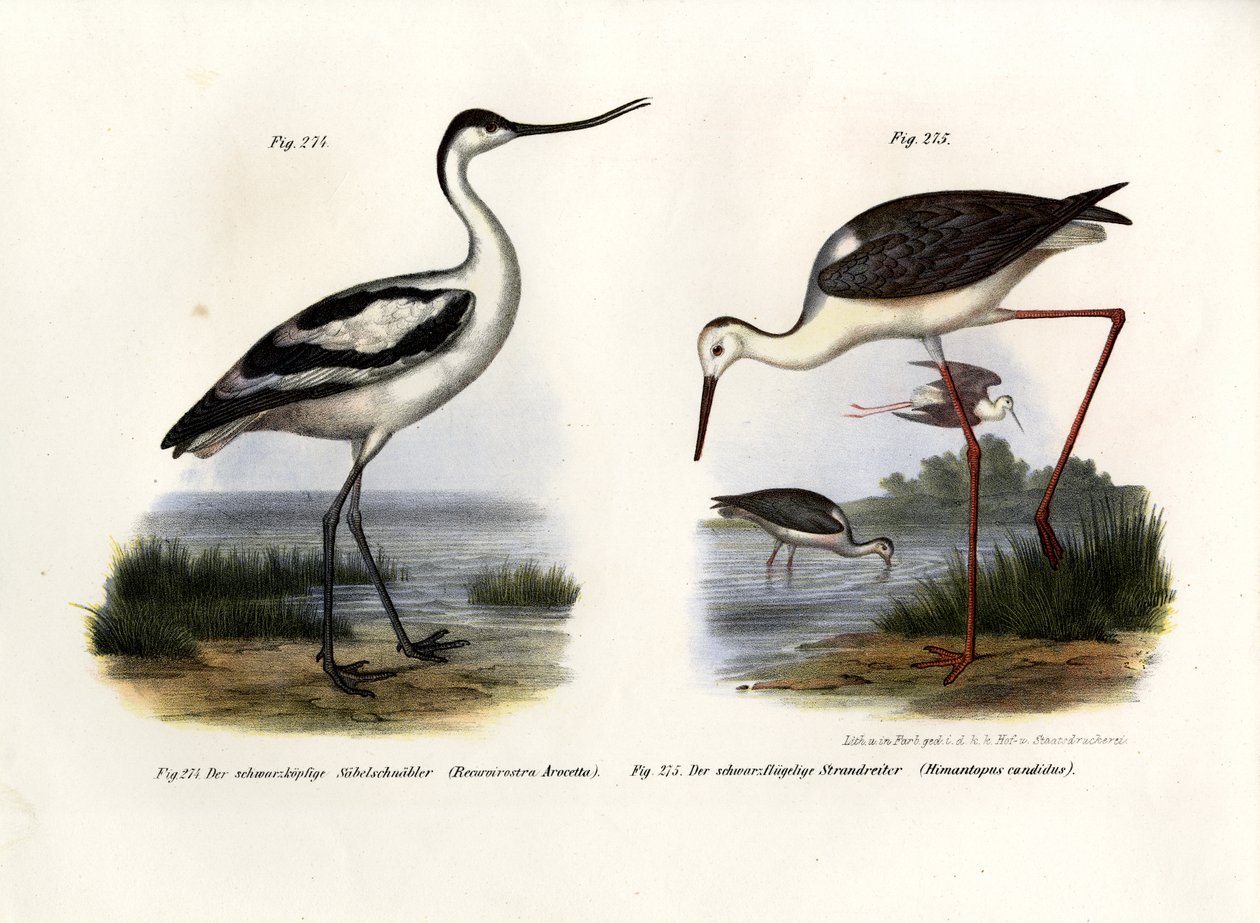 Pied Avocet, 1864 tekijältä German School