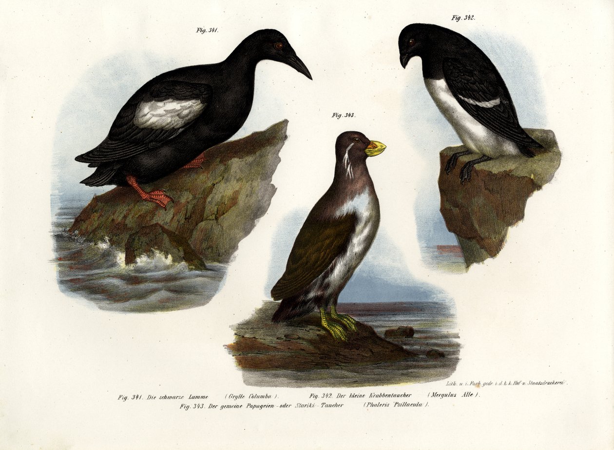Pigeon Guillemot, 1864 tekijältä German School