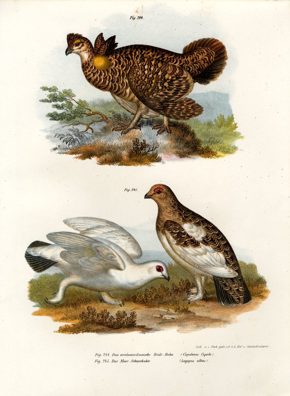 Pinnated Grouse, 1864 tekijältä German School