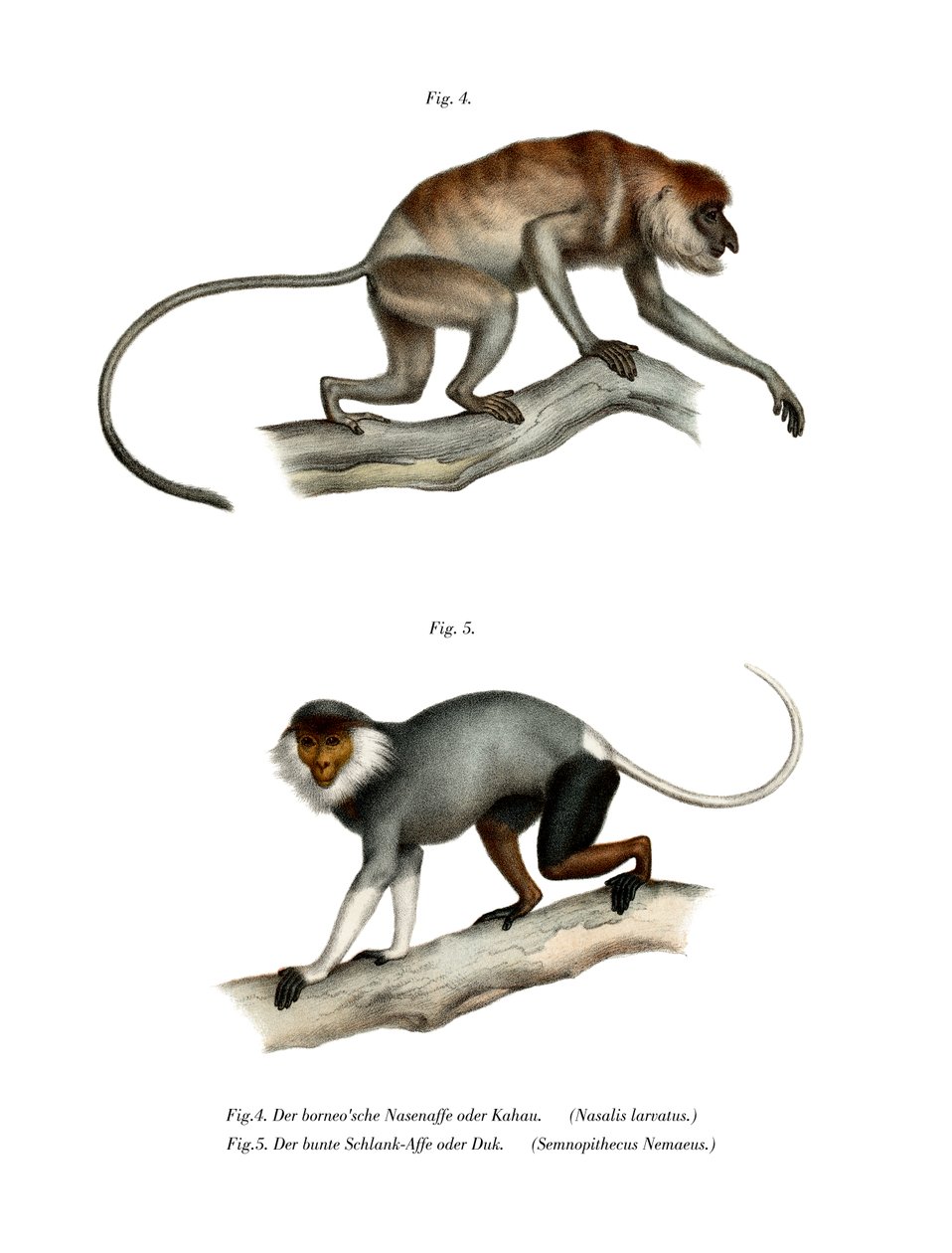 Proboscis Monkey, 1860 tekijältä German School