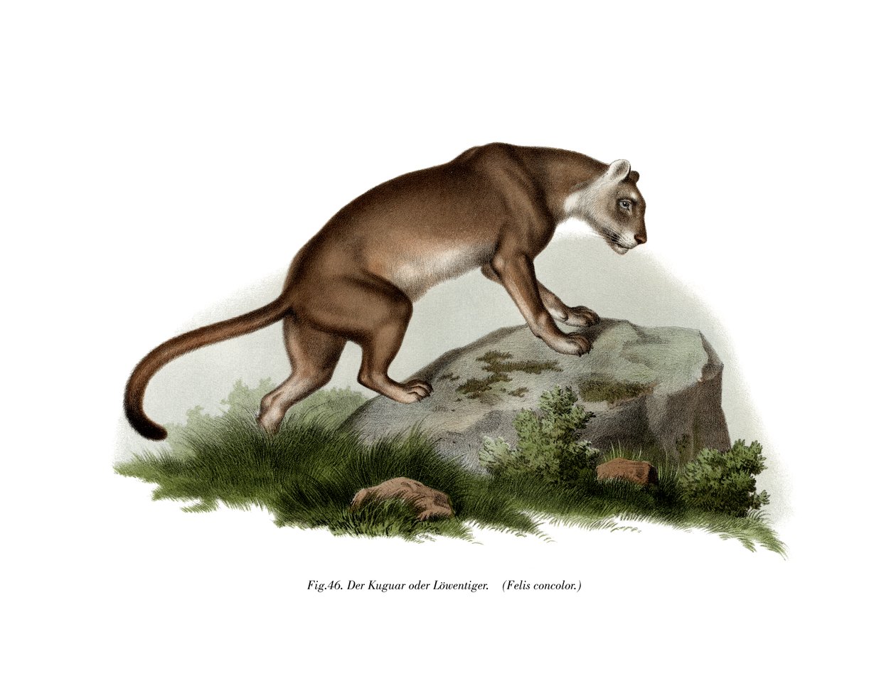 Puma, 1860 tekijältä German School
