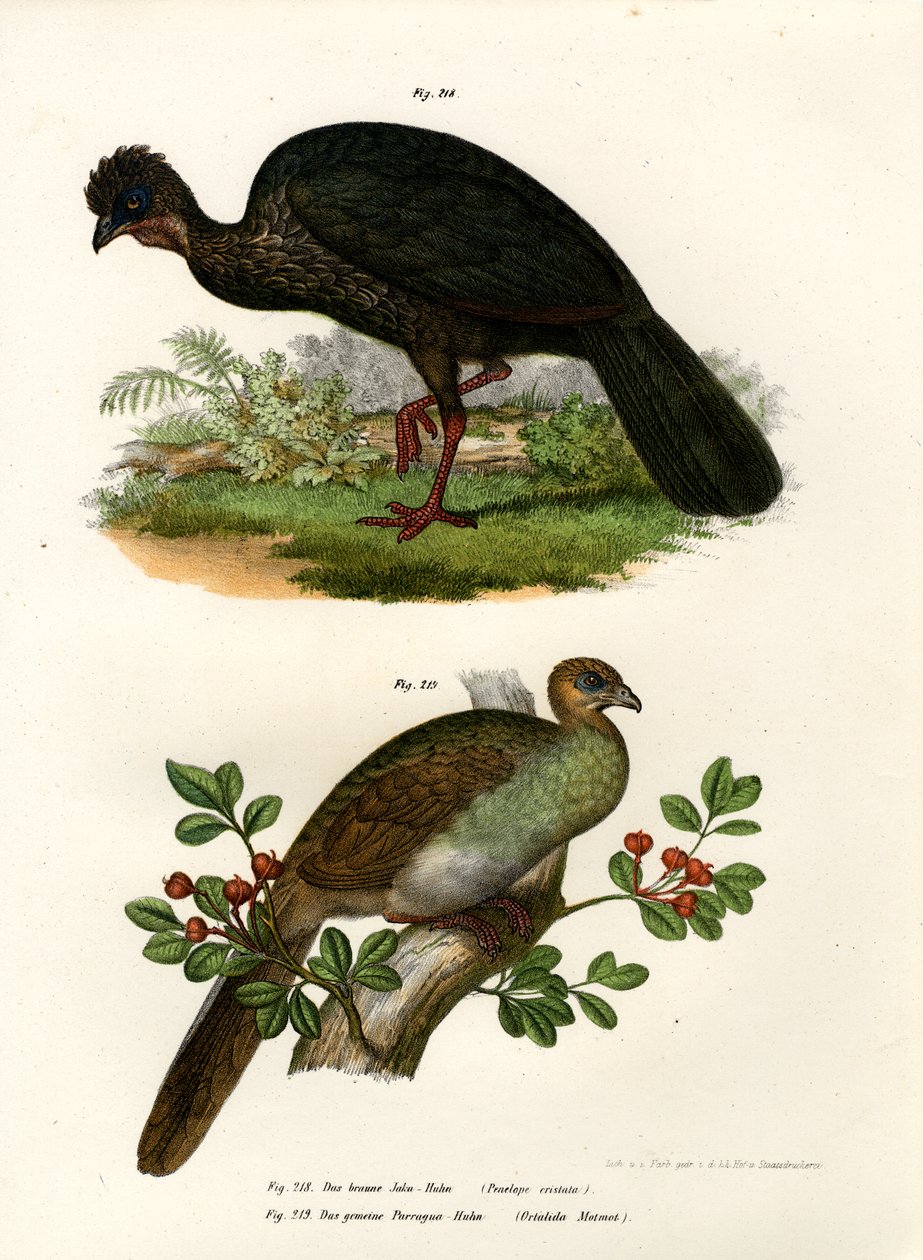 Purple Guan, 1864 tekijältä German School