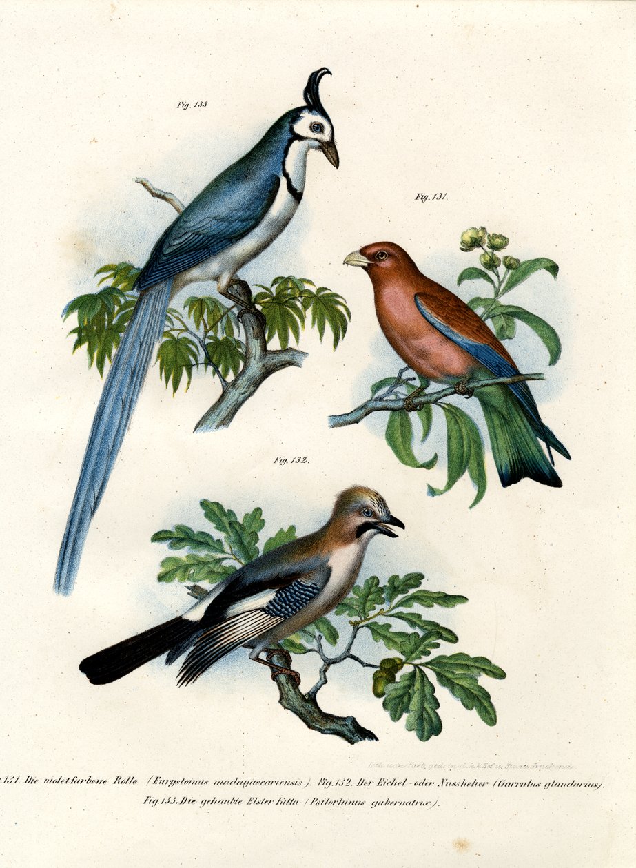 Purple Roller, 1864 tekijältä German School