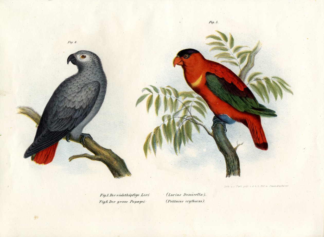 Purppuranaped Lory, 1864 tekijältä German School