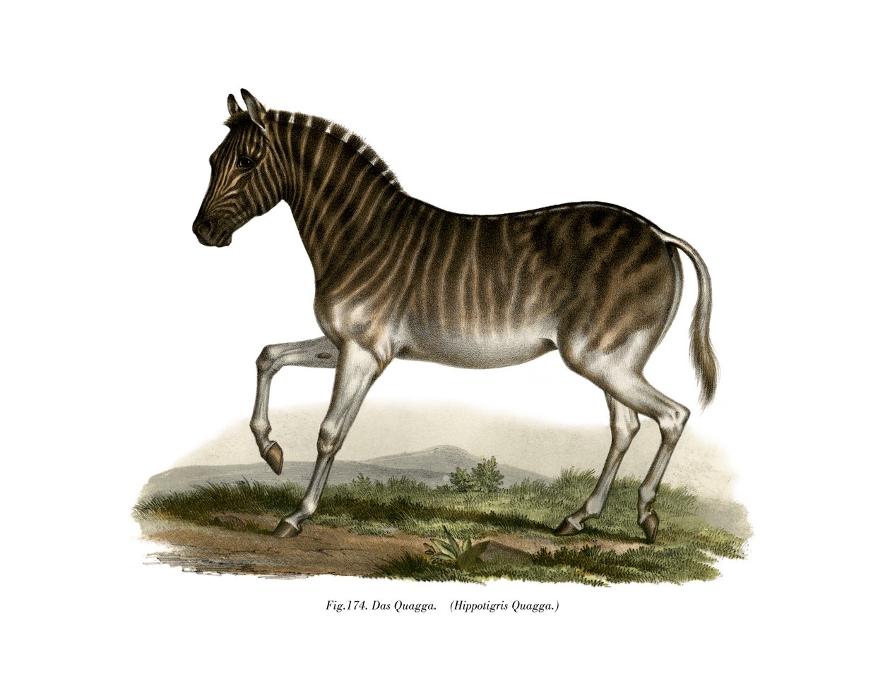 Quagga, 1860 tekijältä German School