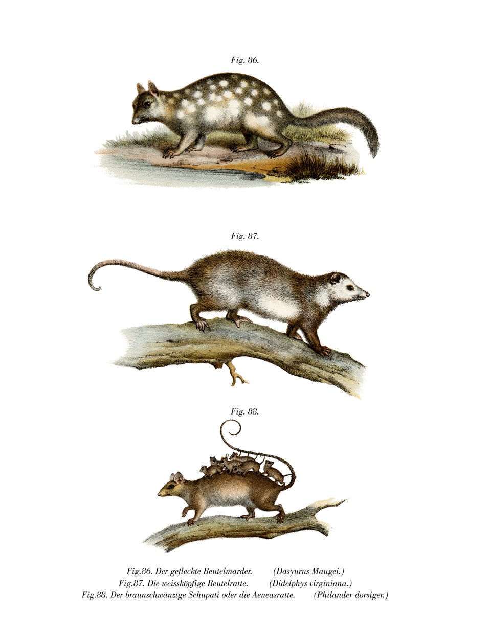 Quoll, 1860 tekijältä German School