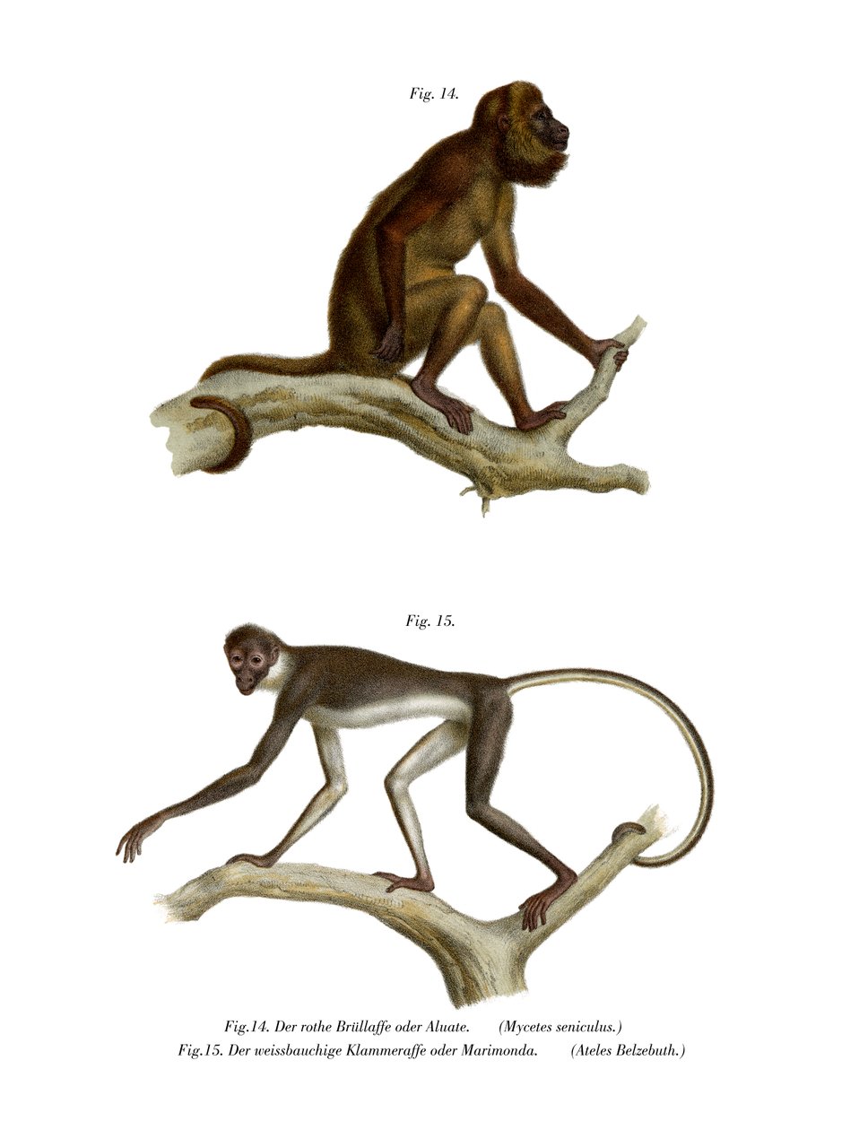 Red Howler Monkey, 1860 tekijältä German School