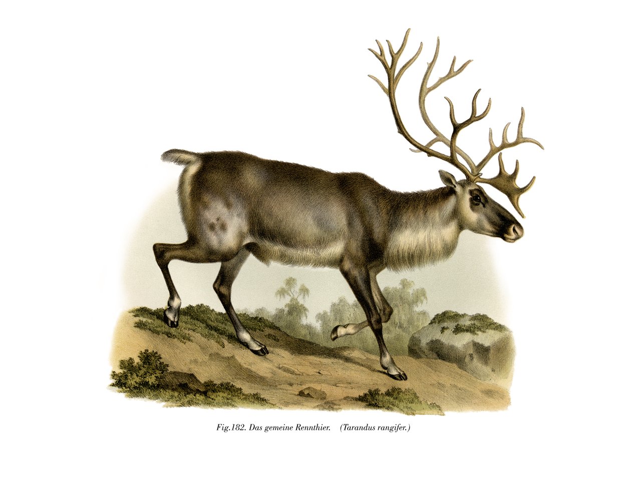 Poro, 1860 tekijältä German School