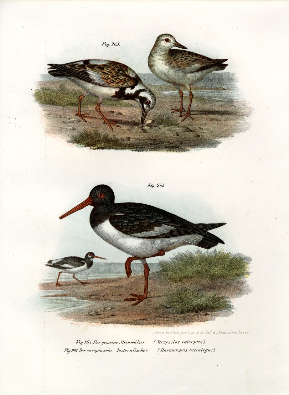 Ruddy Turnstone, 1864 tekijältä German School