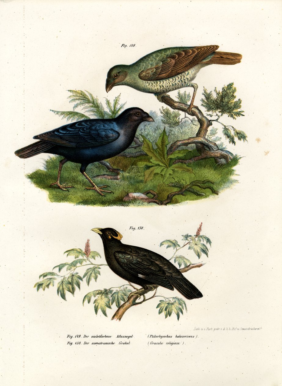 Satin Bower Bird, 1864 tekijältä German School