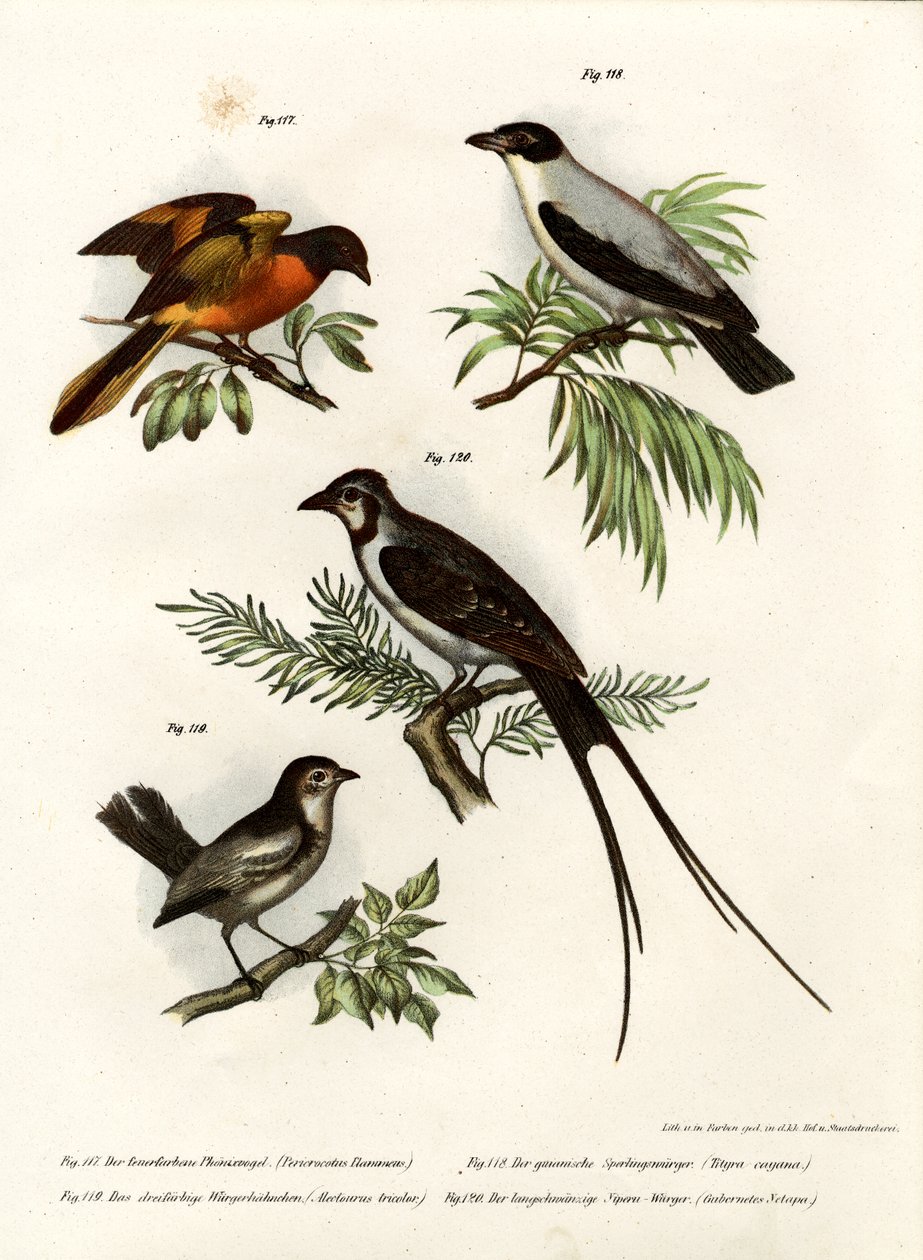Scarlet Minivet, 1864 tekijältä German School