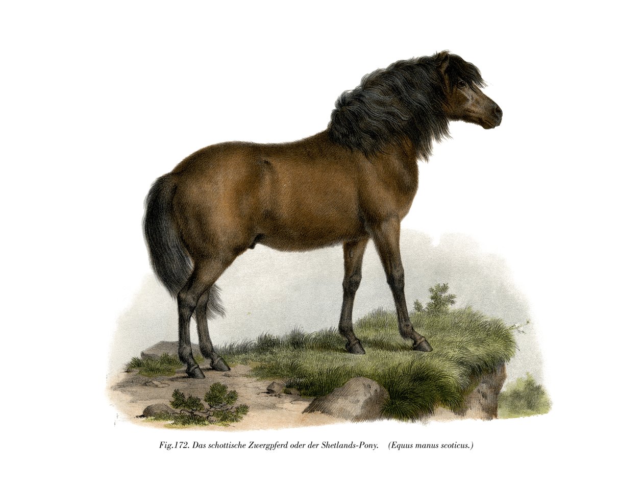 Shetlanninponi, 1860 tekijältä German School