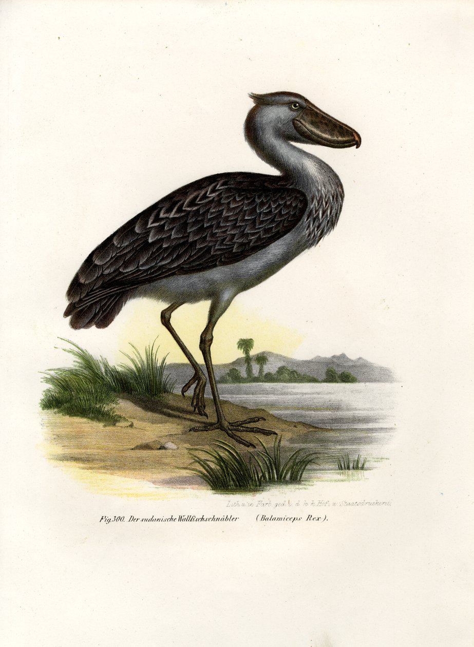 Shoebill, 1864 tekijältä German School