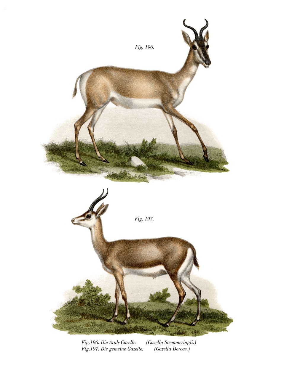 Somali Soemmerring Gazelle, 1860 tekijältä German School