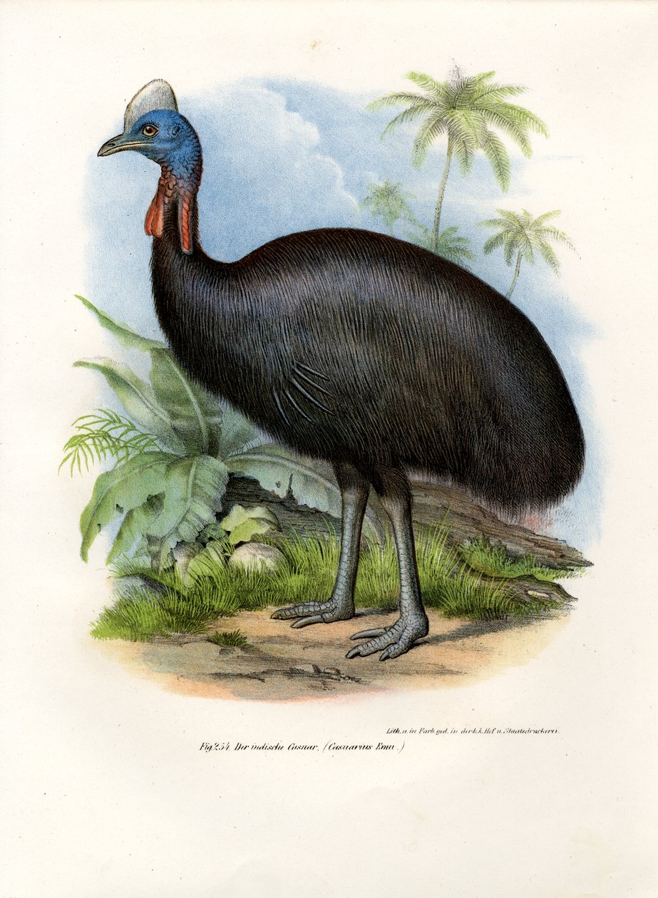 Southern Cassowary, 1864 tekijältä German School