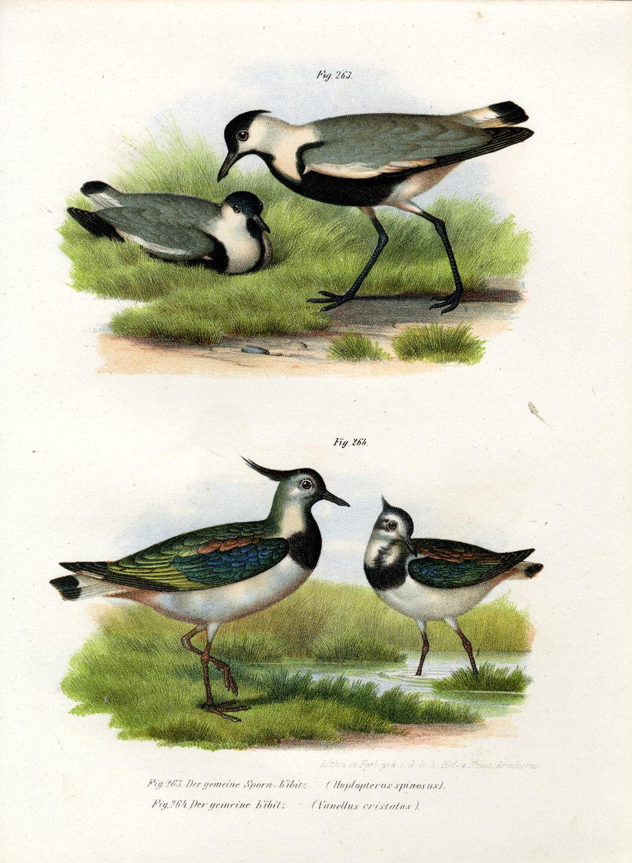 Spur-winged Lapwing, 1864 tekijältä German School