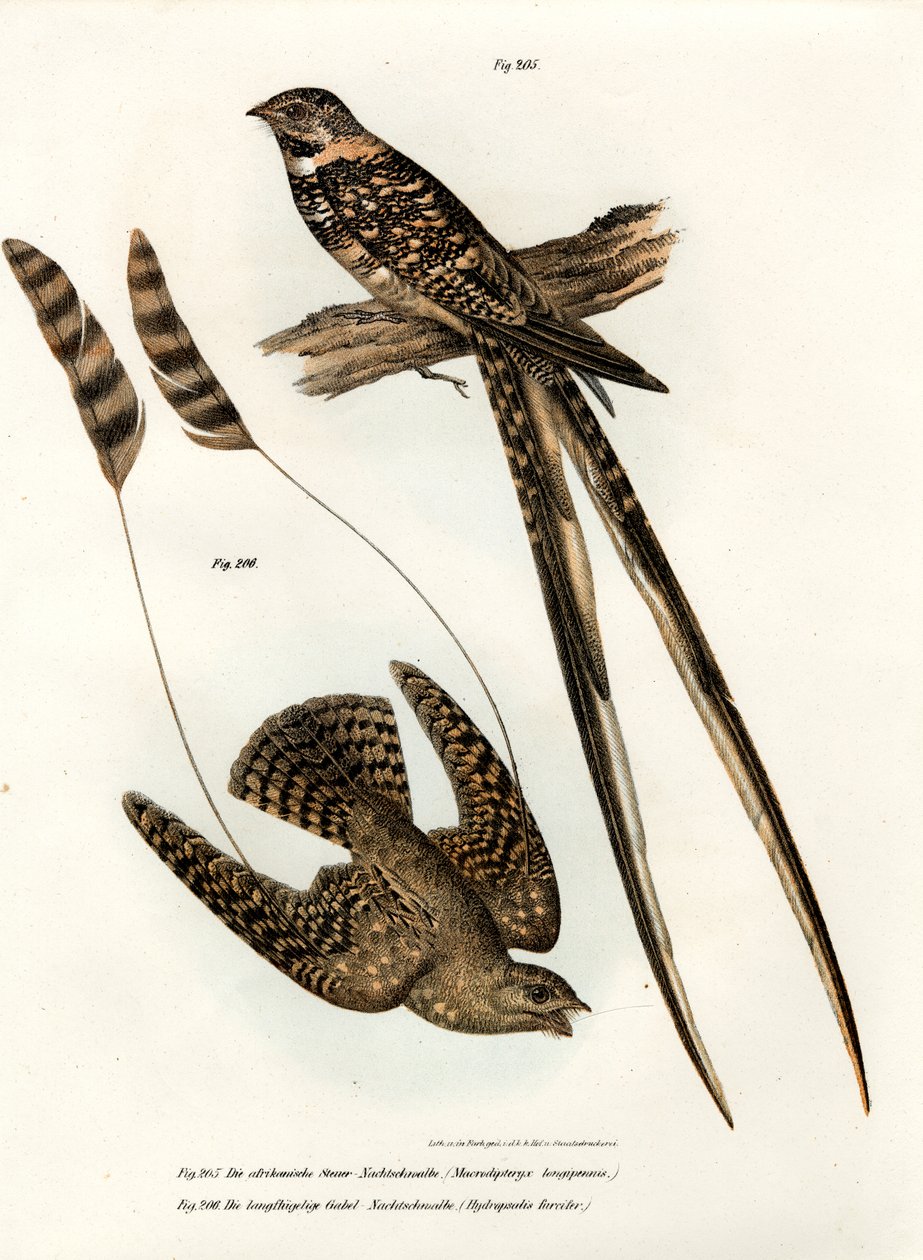Vakiosiipinen Nightjar, 1864 tekijältä German School