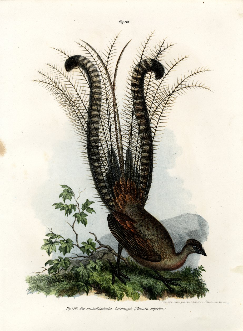 Loistava Lyrebird, 1864 tekijältä German School