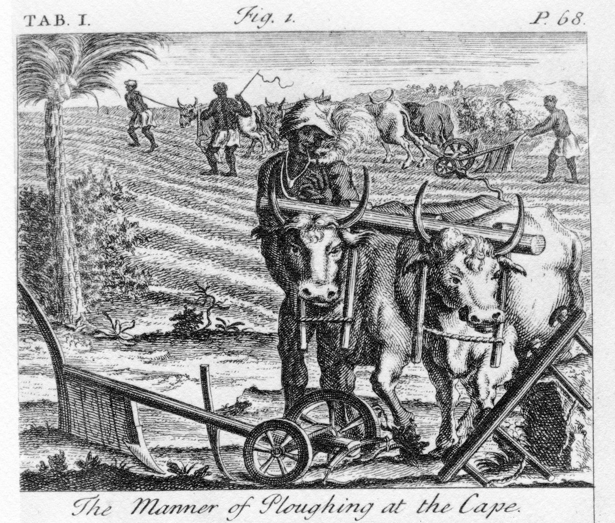 The Manner of Ploughing at the Cape, esimerkki teoksesta The Present State of the Cape of Good-Hope: osa II, julkaistu 1731 tekijältä German School