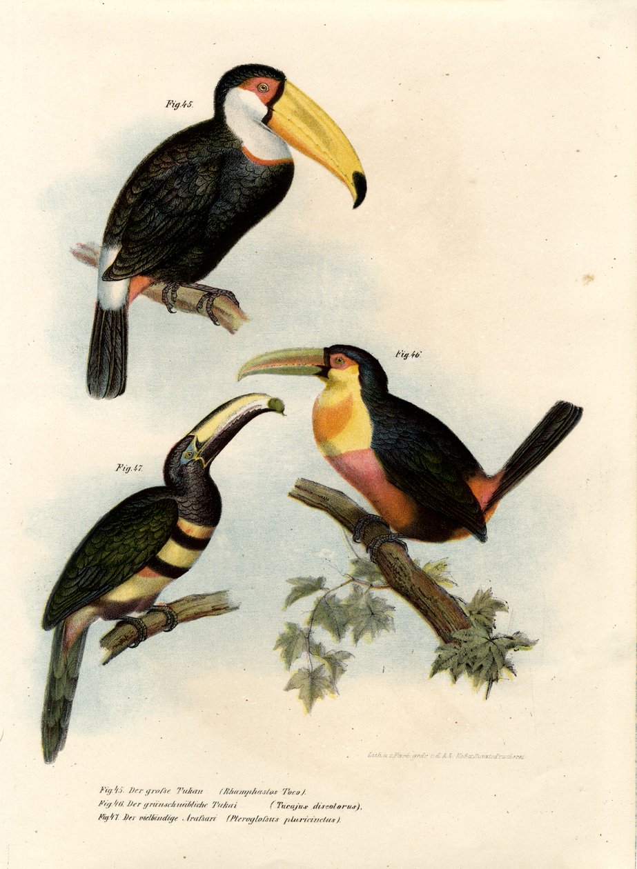 Toco Toucan, 1864 tekijältä German School