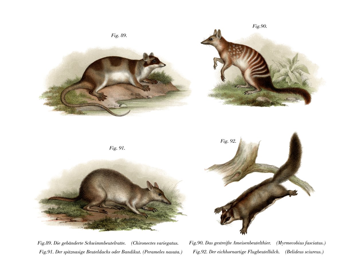 Water Opossum, 1860 tekijältä German School