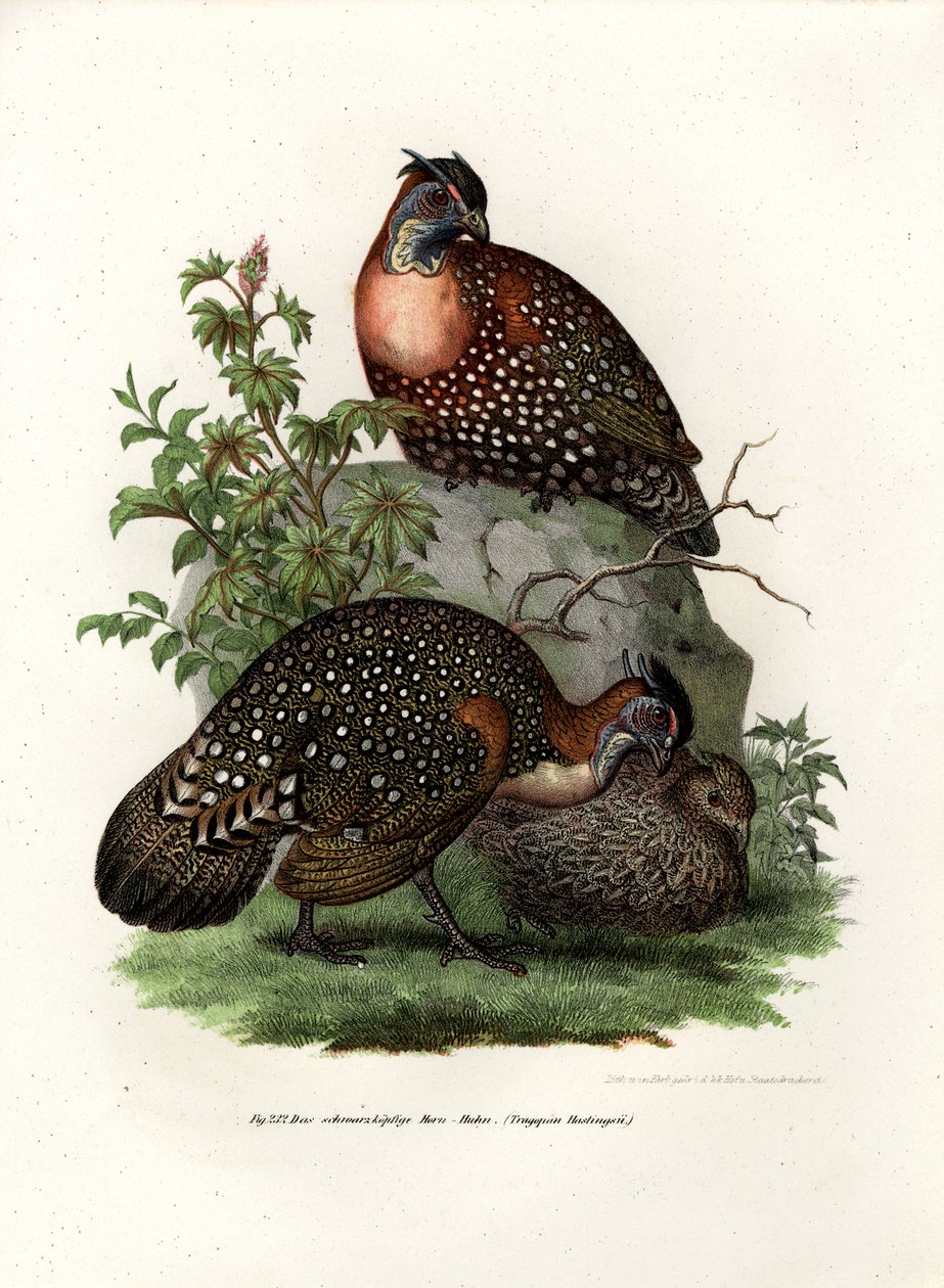 Läntinen Tragopan, 1864 tekijältä German School