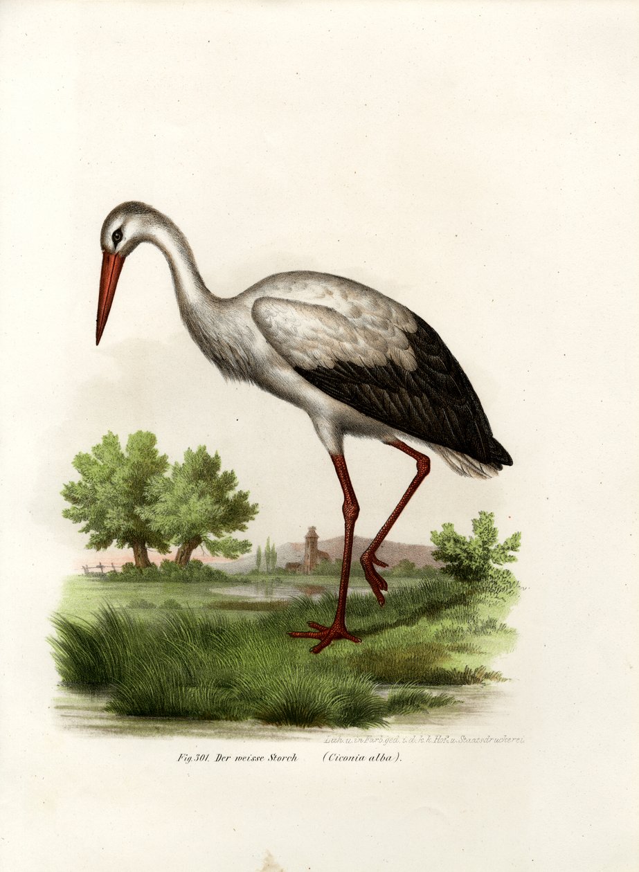 Valkoinen haikara, 1864 tekijältä German School