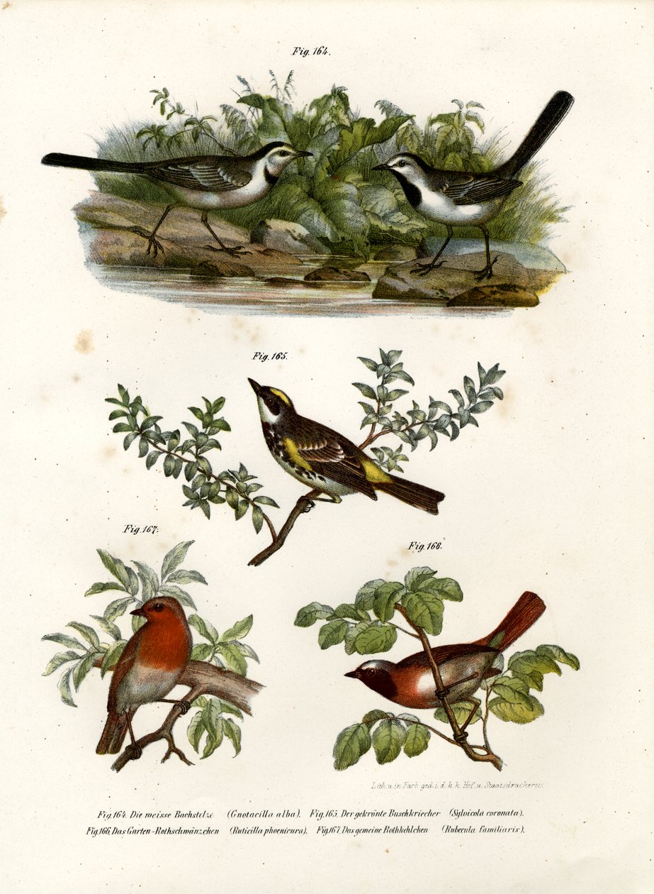 White Wagtail, 1864 tekijältä German School