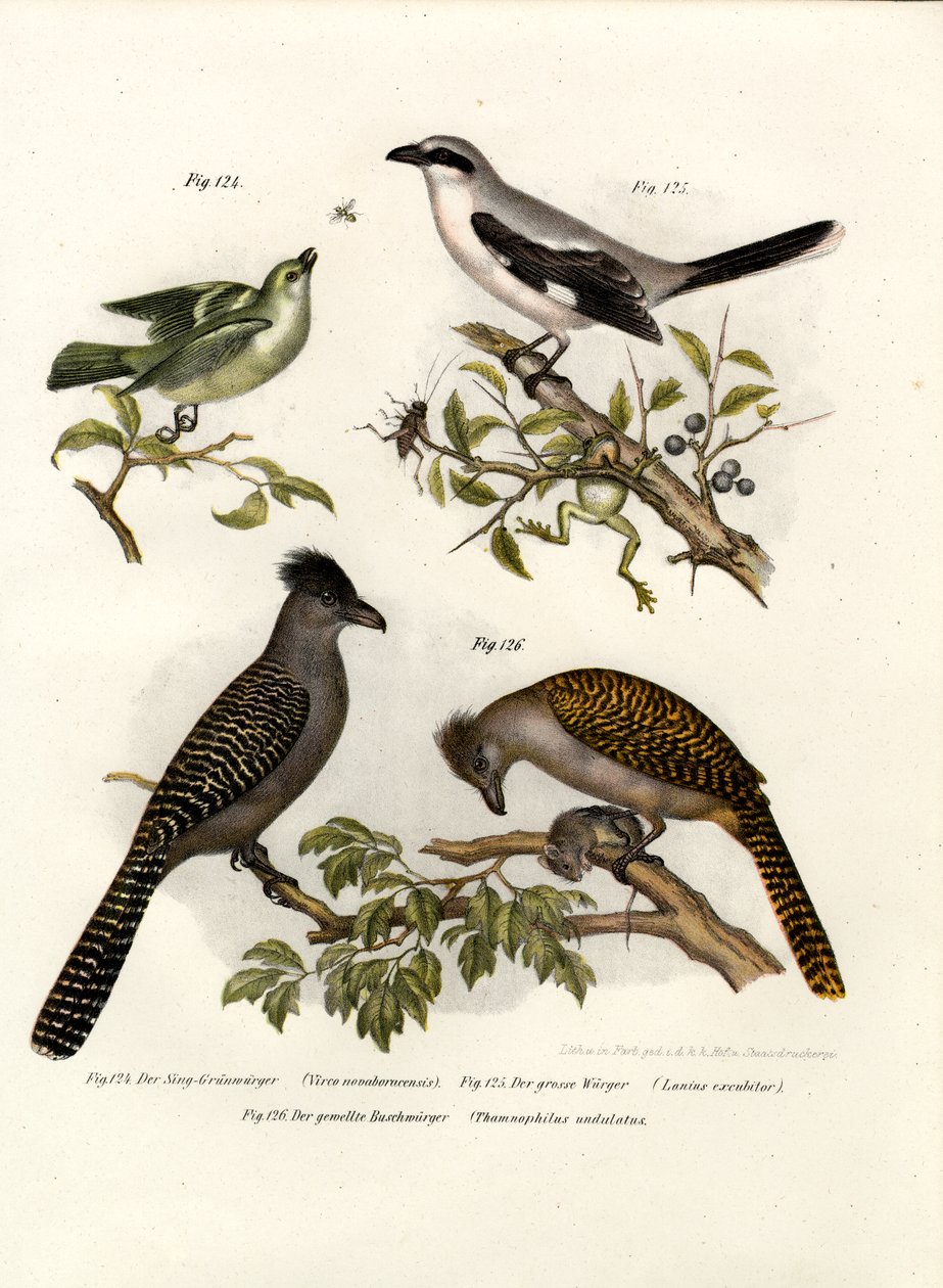 Valkosilmäinen Vireo, 1864 tekijältä German School
