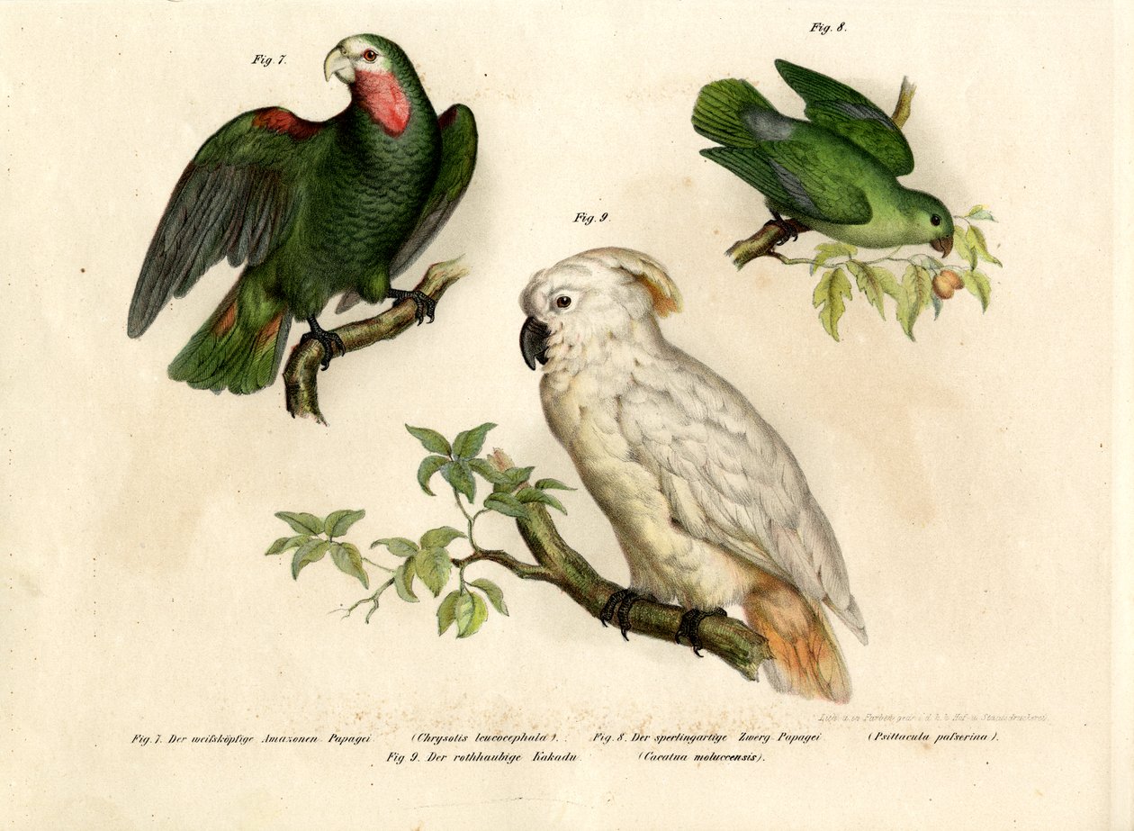 Valkopäinen papukaija, 1864 tekijältä German School