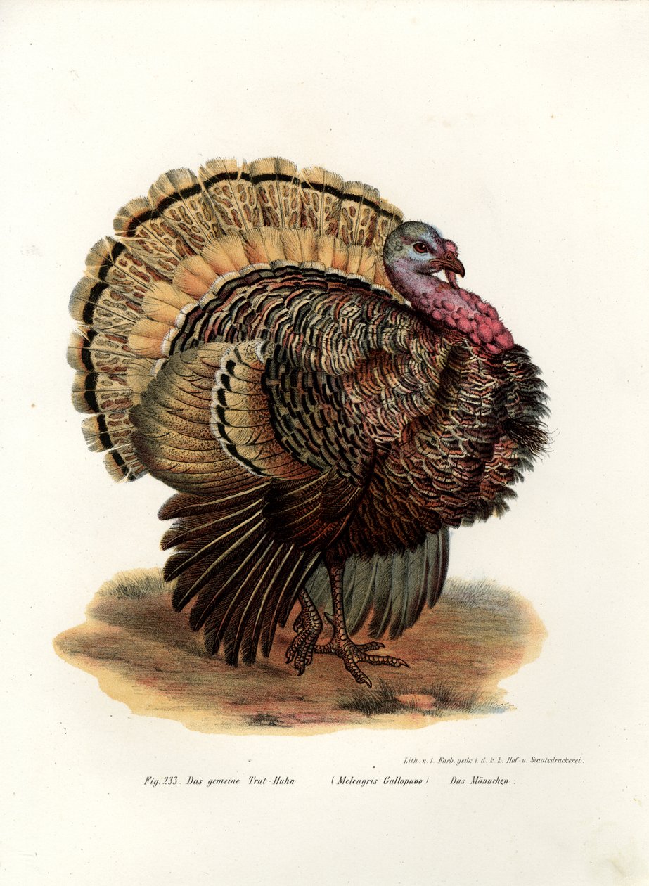 Villi Turkki, 1864 tekijältä German School