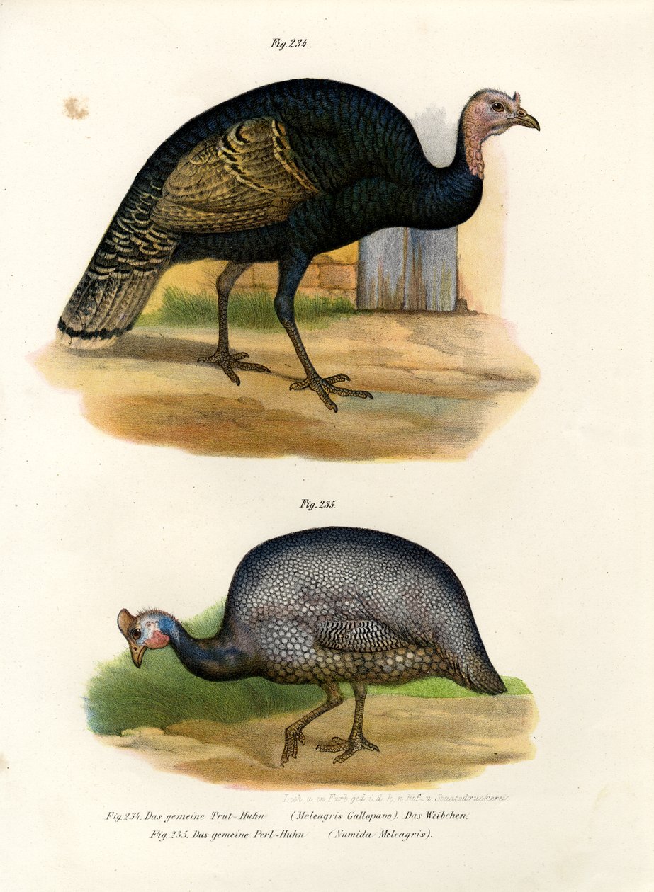 Villi Turkki, 1864 tekijältä German School
