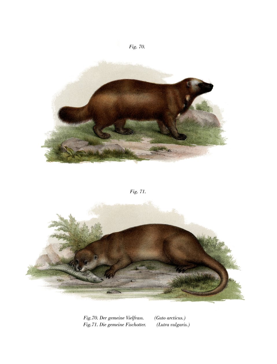 Wolverine, 1860 tekijältä German School