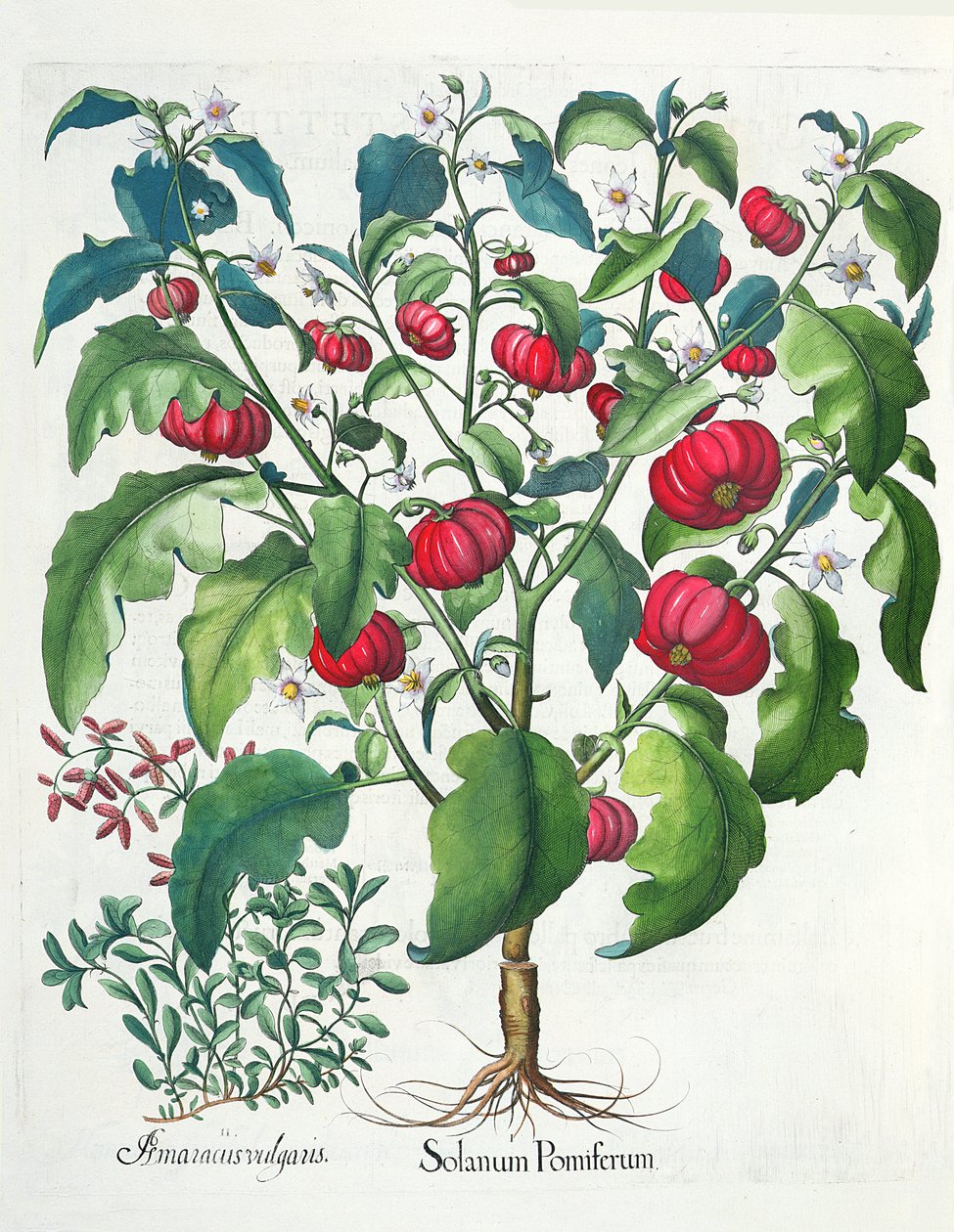 1. Solanum-hedelmä 2. Amaracus vulgaris, Basil Beslerin (1561-1629) Hortus Eystettensisistä, pub. 1613 tekijältä German School