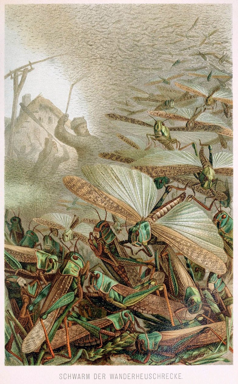 Heinäsirkkaparvi, Brehms Tierleben, pub. 1860-luvun värilitografia, 1860. tekijältä German School