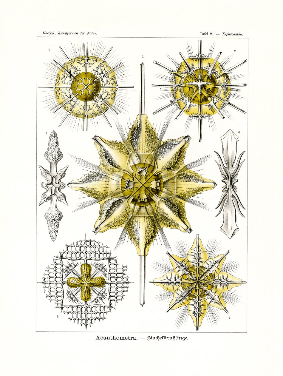 Acanthometra, 1899-1904 tekijältä German School