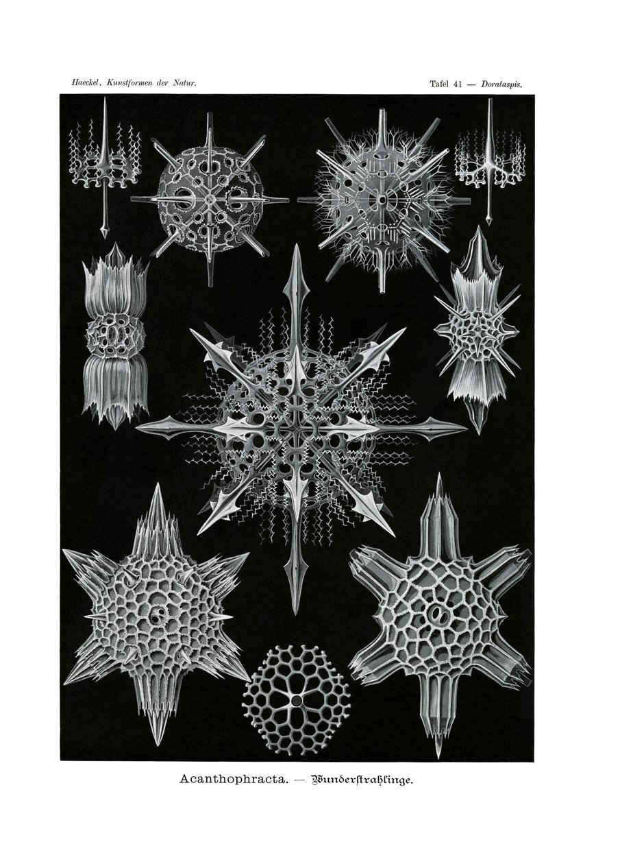 Acanthophracta, 1899-1904 tekijältä German School