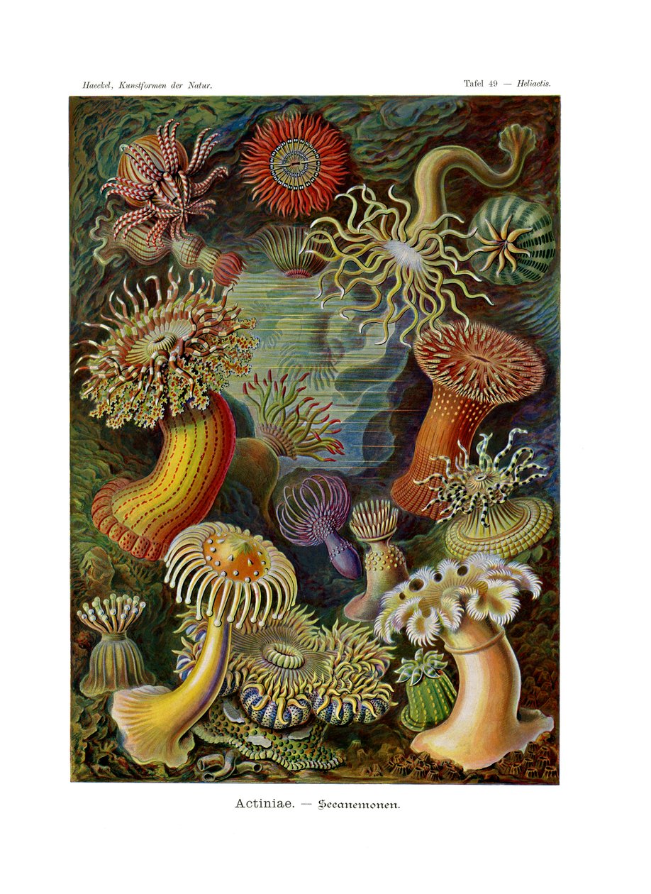 Actiniae tai Actiniaria, 1899-1904 tekijältä German School