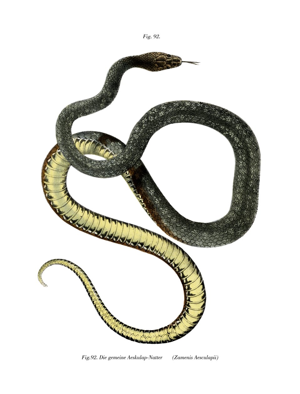 Aesculapian Snake (väri litho) tekijältä German School