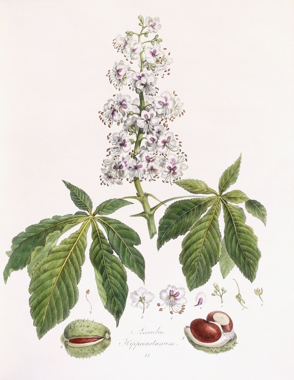 Aesculus Hippocastanum tekijältä German School