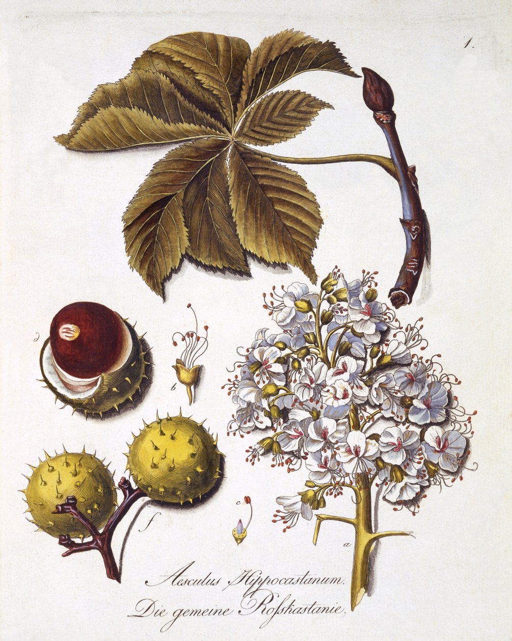 Aesculus Hippocastanum, Johann Daniel von Reitterin teoksesta A Comprehensive Work on All Wood Species of Wood, julkaistu 1803-05 (värinen kaiverrus) tekijältä German School