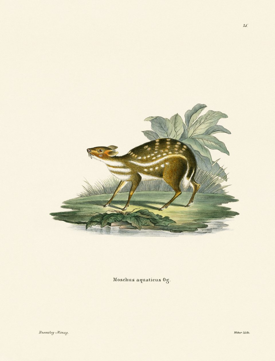 Afrikkalainen Chevrotain (värillinen kaiverrus) tekijältä German School