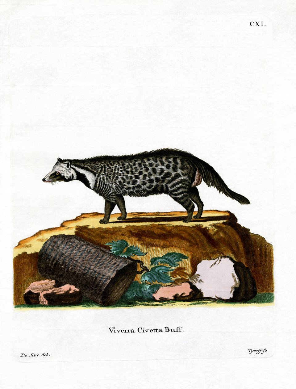 African Civet (värillinen kaiverrus) tekijältä German School